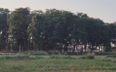 एसडीएम से अवैध तरीके से पेड़ नीलाम किये जाने की शिकायत