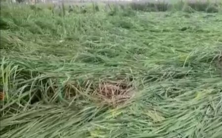 लगातार बूंदाबांदी से जनजीवन अस्त-व्यस्त किसानों की फसल पर नुकसान