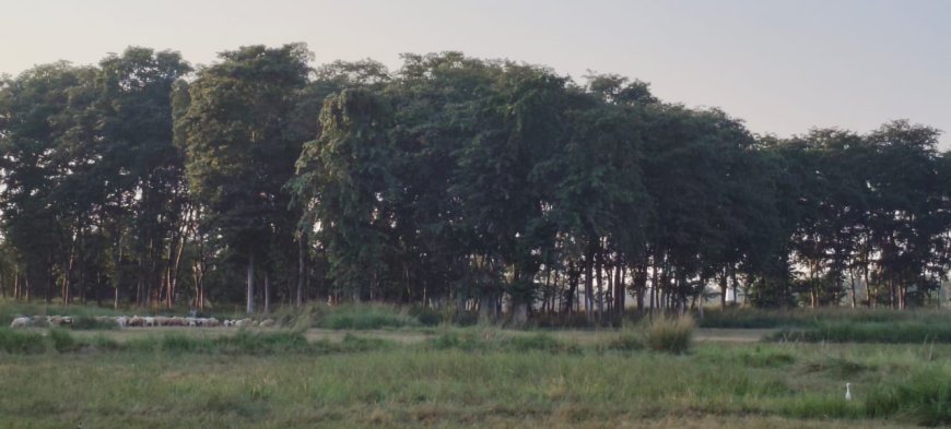 एसडीएम से अवैध तरीके से पेड़ नीलाम किये जाने की शिकायत