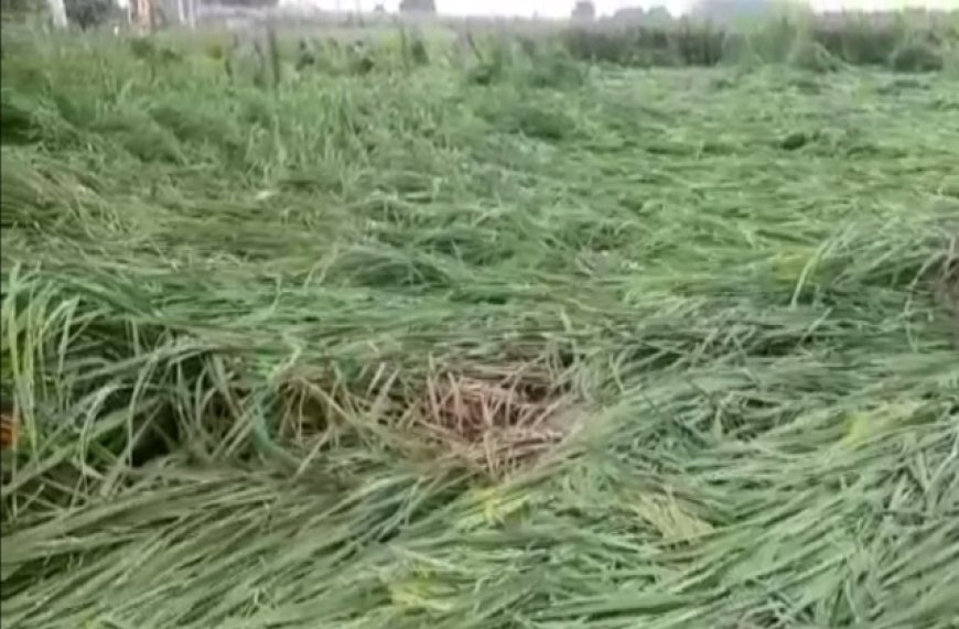 लगातार बूंदाबांदी से जनजीवन अस्त-व्यस्त किसानों की फसल पर नुकसान