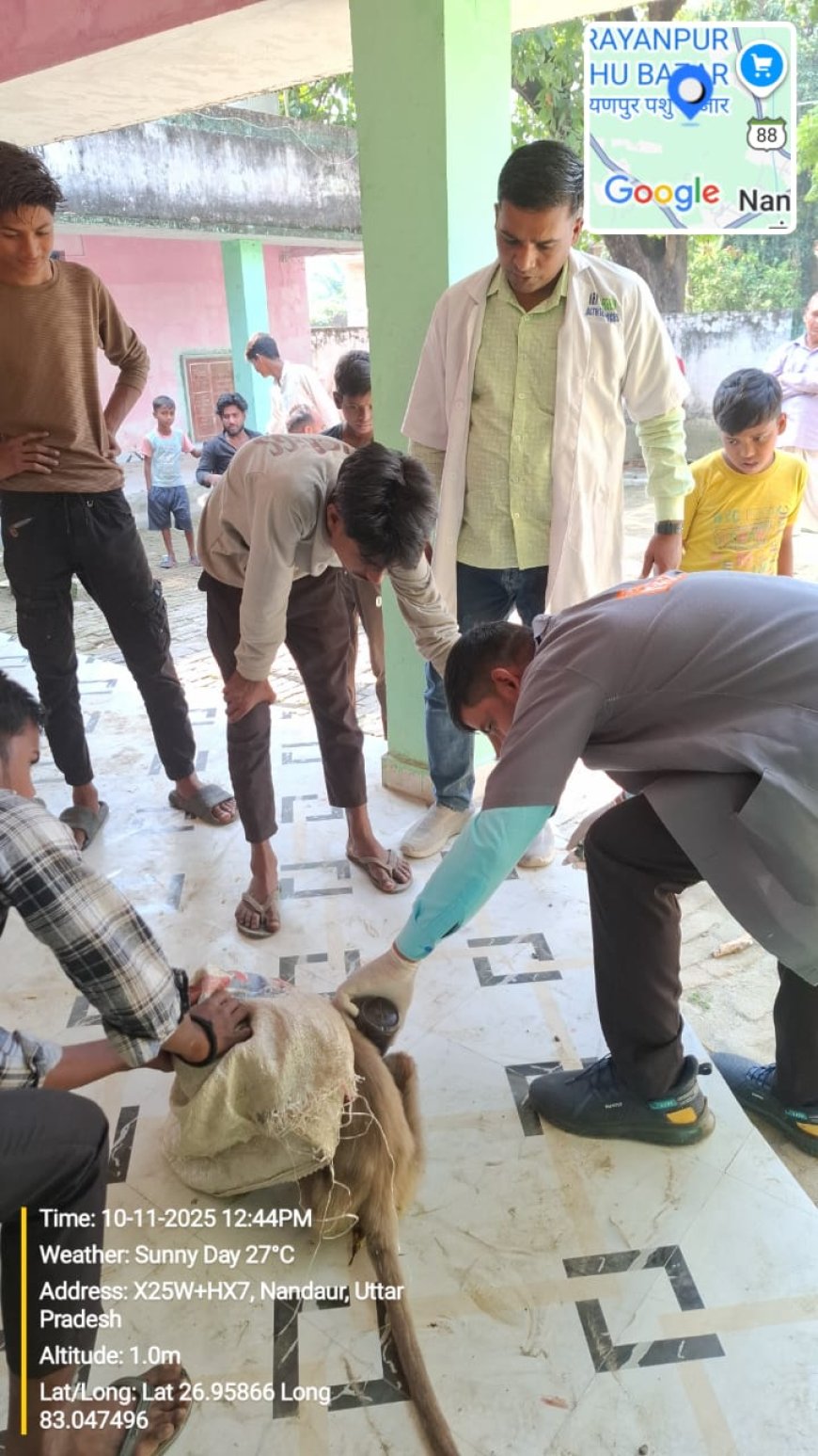 निशुल्क 1962 टीम ने बन्दर का किया इलाज बचीं जान