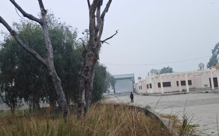 कबीर परिसर में आधा दर्जन सूखे पेड़, साबित हो रहे जानलेवा 