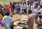 दुधारा  में 11 बकरियों का जहरीला पानी पीने से मौत, एक नामजद