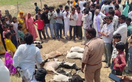 दुधारा  में 11 बकरियों का जहरीला पानी पीने से मौत, एक नामजद