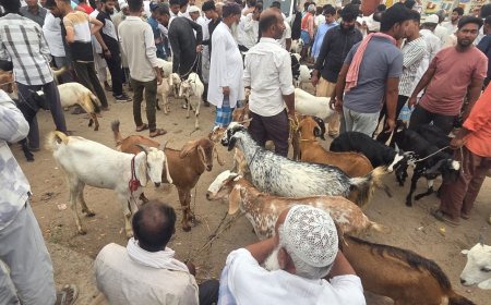 सेमरियावां के बकरा बाजार में उमड़ रही भीड़, 50 हजार तक बिक रहे बकरे