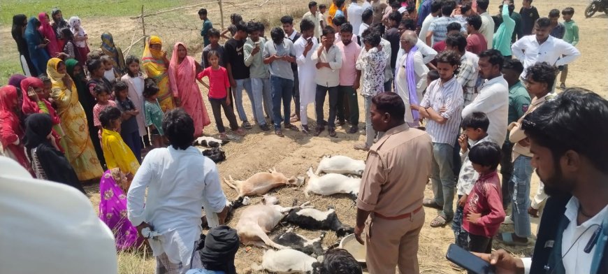 दुधारा  में 11 बकरियों का जहरीला पानी पीने से मौत, एक नामजद