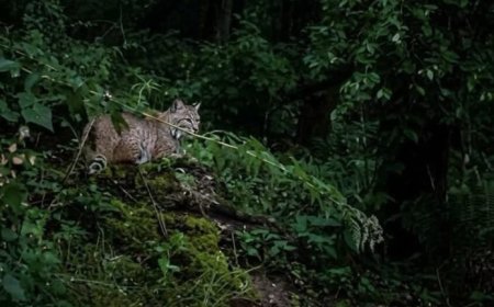 रहस्यमयी वन्यजीव दिखाई देने के बाद ग्रामीणों में दहशत 
