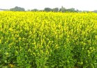 अगेती तोरिया की खेती से किसान भाई बढ़ा सकते हैं अतिरिक्त आय