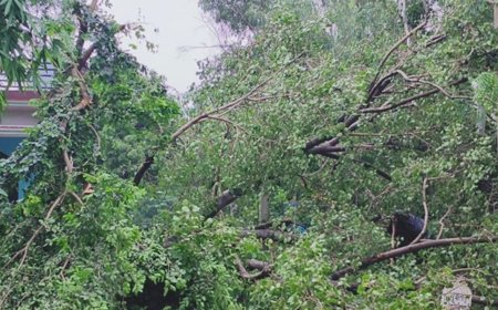 वन रेंज में हरे पेड़ों की कटान पर बवाल, रक्षक ही बना भक्षक’ का आरोप