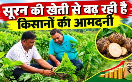 सूरन की खेती से बढ़ रही है किसानों की आमदनी, कम क्षेत्र में बेहतर उत्पादन का लाभ 
