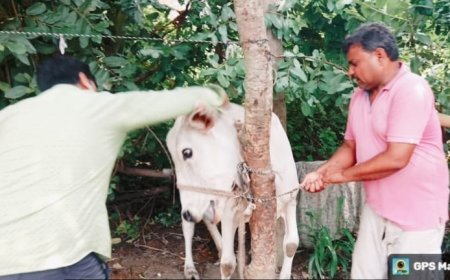 पशुओं को लगाया जा रहा संक्रामक रोगों से बचाव का टीका