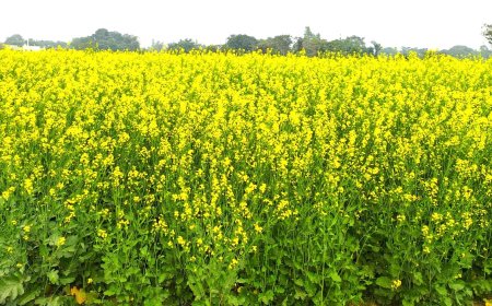 अगेती तोरिया की खेती से किसान भाई बढ़ा सकते हैं अतिरिक्त आय