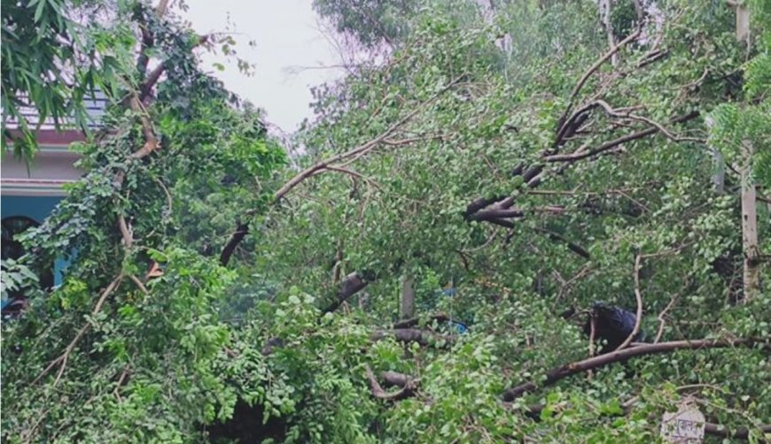 वन रेंज में हरे पेड़ों की कटान पर बवाल, रक्षक ही बना भक्षक’ का आरोप