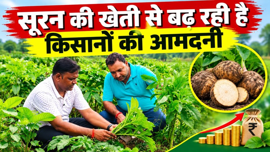 सूरन की खेती से बढ़ रही है किसानों की आमदनी, कम क्षेत्र में बेहतर उत्पादन का लाभ 