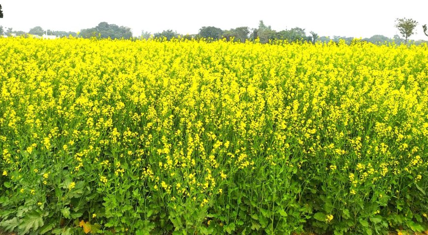 अगेती तोरिया की खेती से किसान भाई बढ़ा सकते हैं अतिरिक्त आय